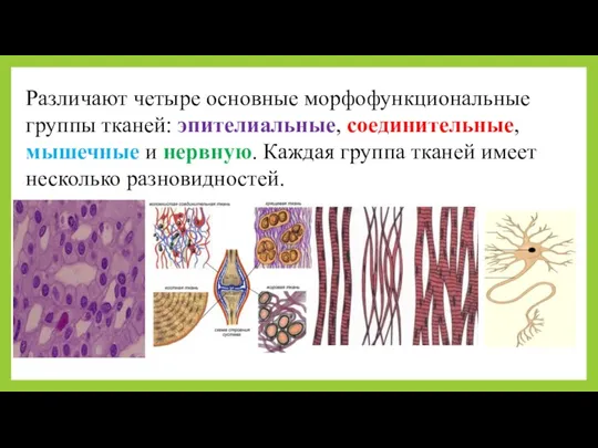 Различают четыре основные морфофункциональные группы тканей: эпителиальные, соединительные, мышечные и нервную. Каждая