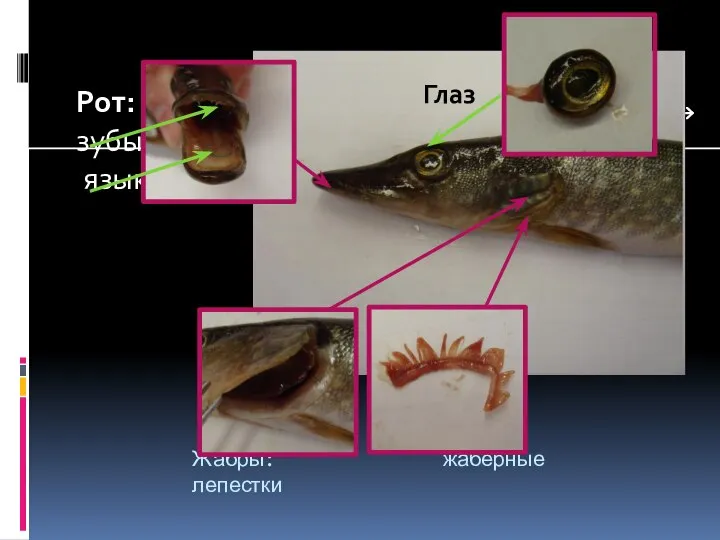 Жабры: жаберные лепестки Рот: зубы язык Глаз