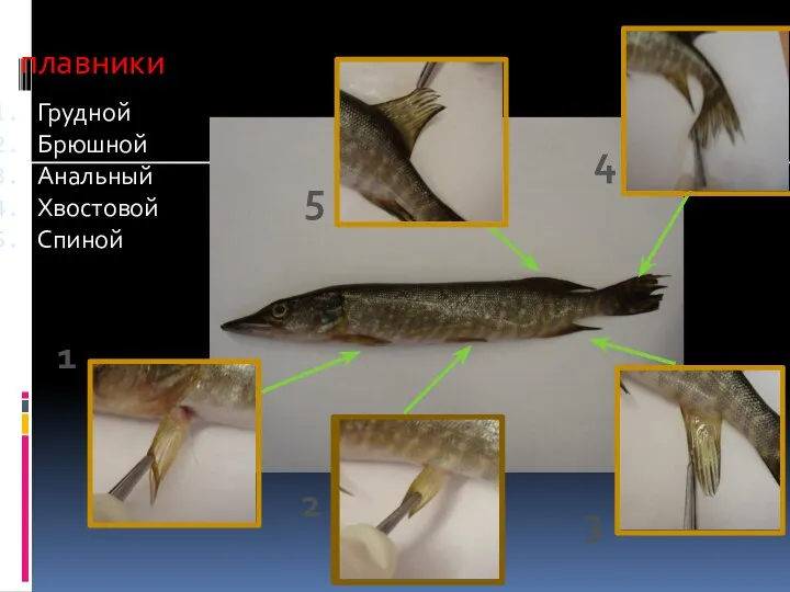 Грудной Брюшной Анальный Хвостовой Спиной 5 2 1 4 3 плавники