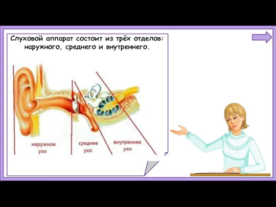 Слуховой аппарат состоит из трёх отделов: наружного, среднего и внутреннего.