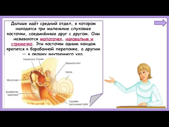 Дальше идёт средний отдел, в котором находятся три маленькие слуховые косточки, соединённые