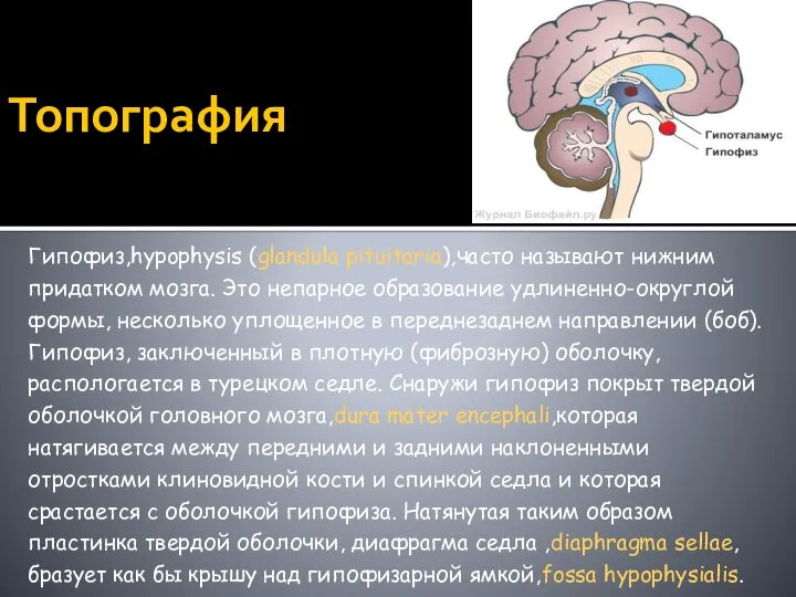 Топография Гипофиз,hypophysis (glandula pituitaria),часто называют нижним придатком мозга. Это непарное образование удлиненно-округлой