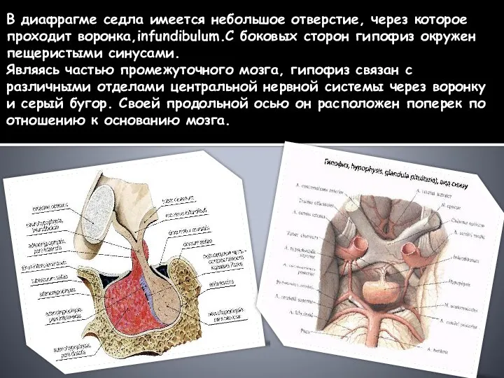 В диафрагме седла имеется небольшое отверстие, через которое проходит воронка,infundibulum.С боковых сторон