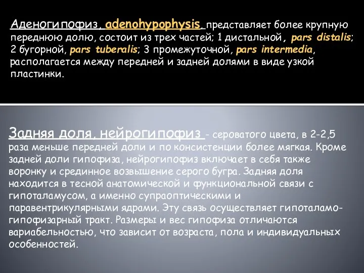 Аденогипофиз, adenohypophysis, представляет более крупную переднюю долю, состоит из трех частей; 1