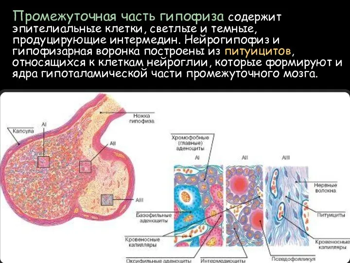 Промежуточная часть гипофиза содержит эпителиальные клетки, светлые и темные, продуцирующие интермедин. Нейрогипофиз