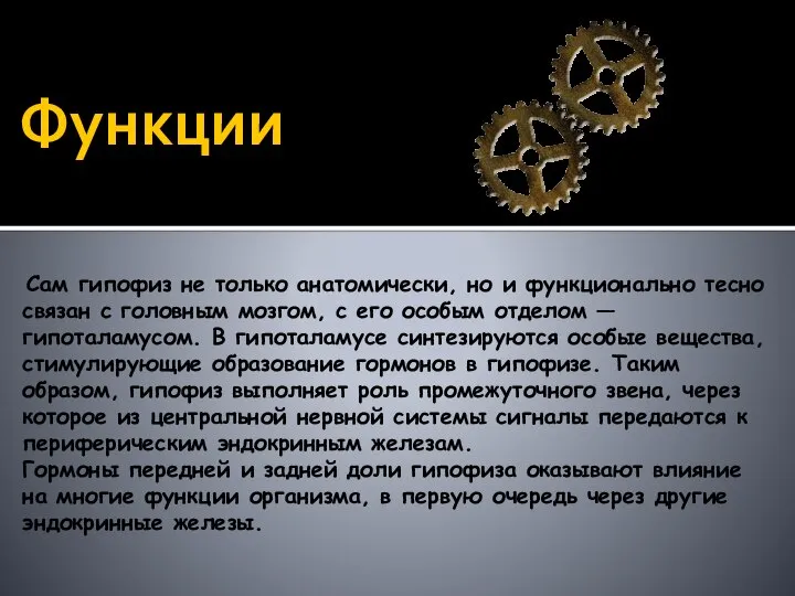 Функции Сам гипофиз не только анатомически, но и функционально тесно связан с