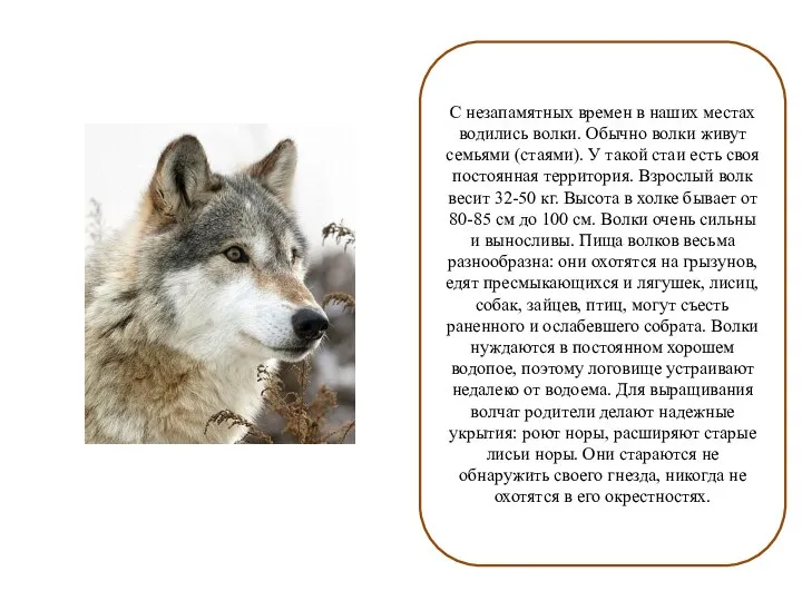 С незапамятных времен в наших местах водились волки. Обычно волки живут семьями