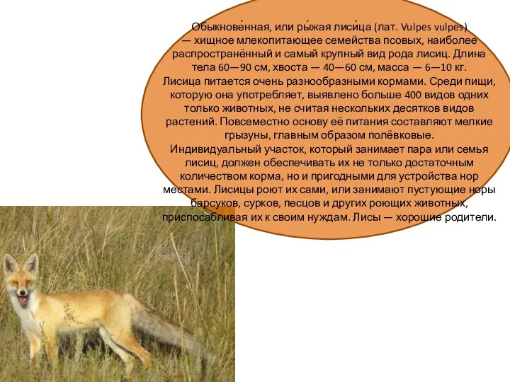 Обыкнове́нная, или ры́жая лиси́ца (лат. Vulpes vulpes) — хищное млекопитающее семейства псовых,
