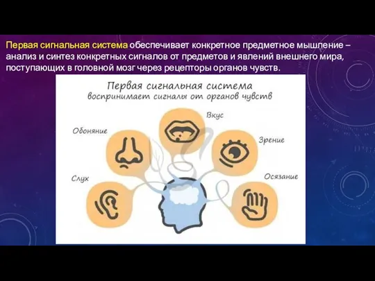 Первая сигнальная система обеспечивает конкретное предметное мышление – анализ и синтез конкретных