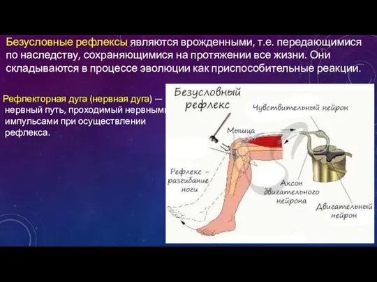 Рефлекторная дуга (нервная дуга) — нервный путь, проходимый нервными импульсами при осуществлении