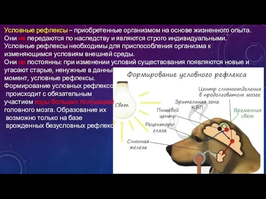 Условные рефлексы – приобретенные организмом на основе жизненного опыта. Они не передаются