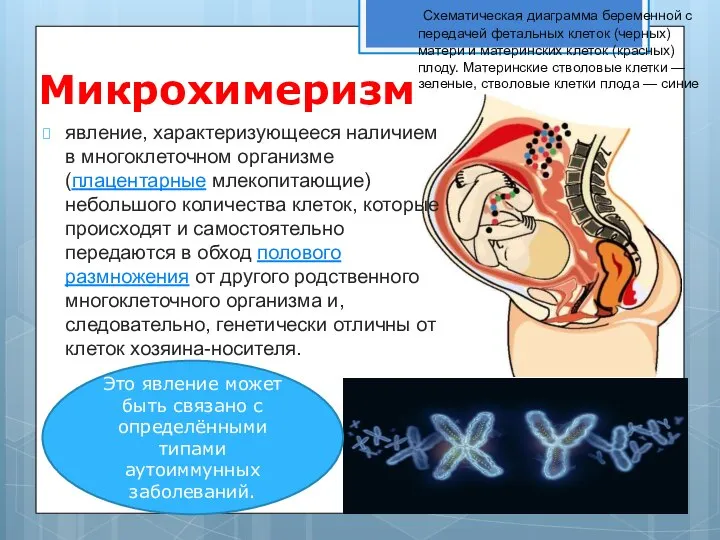 Микрохимеризм явление, характеризующееся наличием в многоклеточном организме (плацентарные млекопитающие) небольшого количества клеток,