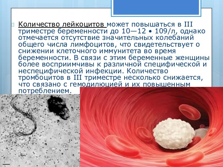 Количество лейкоцитов может повышаться в III триместре бе­ременности до 10—12 • 109/л,