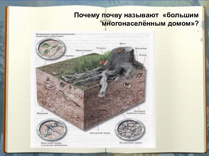 Почему почву называют «большим многонаселённым домом»?