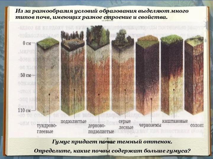 Из за разнообразия условий образования выделяют много типов почв, имеющих разное строение