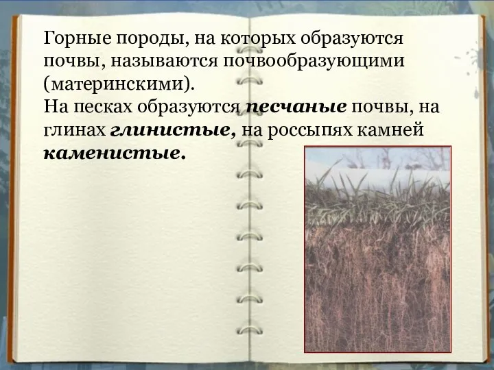 Горные породы, на которых образуются почвы, называются почвообразующими (материнскими). На песках образуются