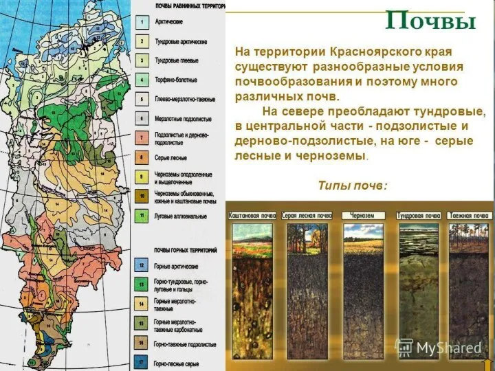 Основными почвами в Красноярском крае являются…