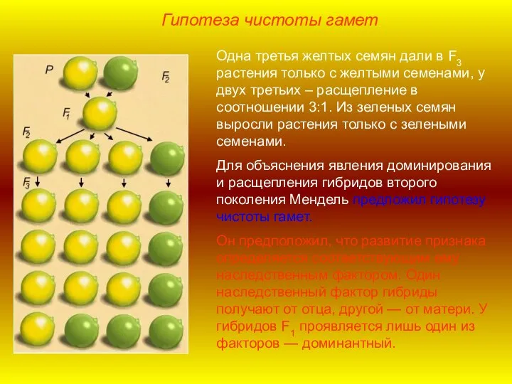 Гипотеза чистоты гамет Одна третья желтых семян дали в F3 растения только