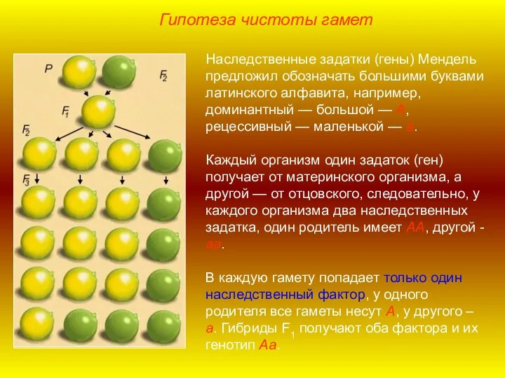 Наследственные задатки (гены) Мендель предложил обозначать большими буквами латинского алфавита, например, доминантный