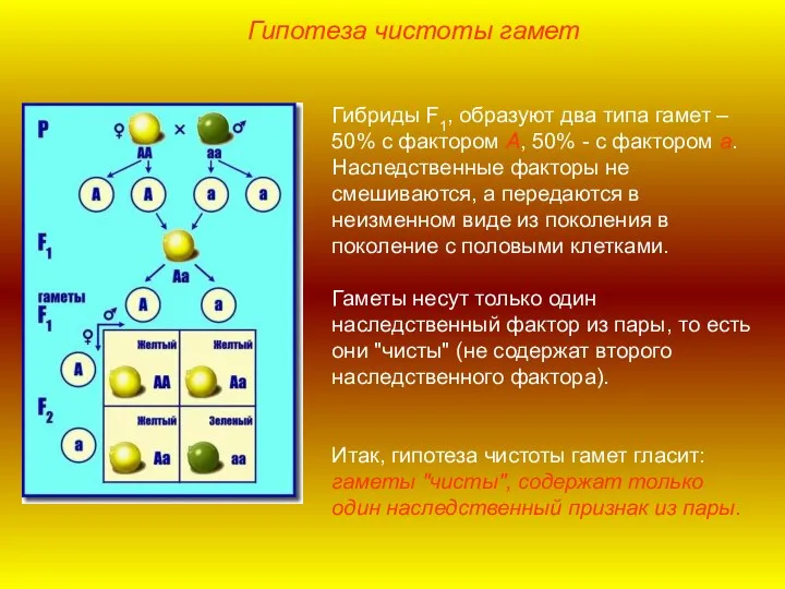Гипотеза чистоты гамет Гибриды F1, образуют два типа гамет – 50% с