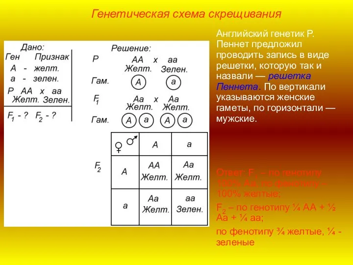 Генетическая схема скрещивания Английский генетик Р.Пеннет предложил проводить запись в виде решетки,