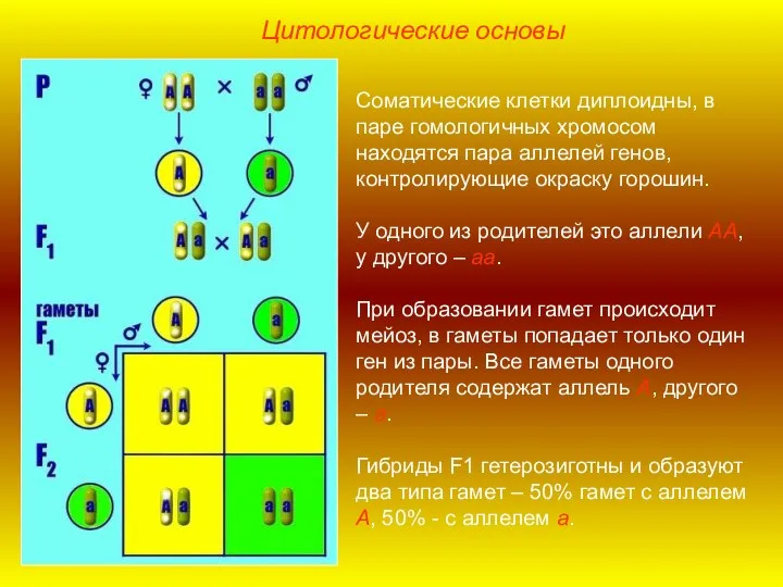 Соматические клетки диплоидны, в паре гомологичных хромосом находятся пара аллелей генов, контролирующие