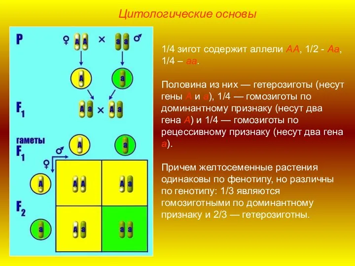 1/4 зигот содержит аллели АА, 1/2 - Аа, 1/4 – аа. Половина