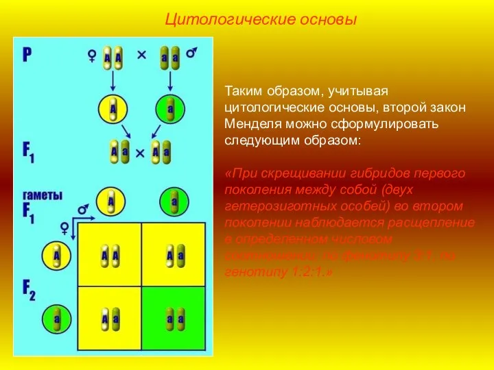 Таким образом, учитывая цитологические основы, второй закон Менделя можно сформулировать следующим образом: