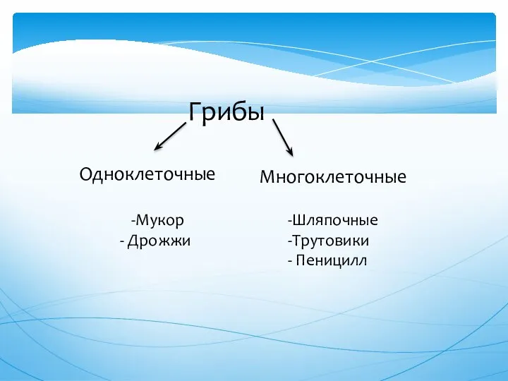 Грибы Одноклеточные Многоклеточные -Мукор - Дрожжи -Шляпочные -Трутовики - Пеницилл