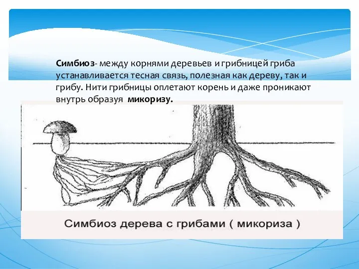 Симбиоз- между корнями деревьев и грибницей гриба устанавливается тесная связь, полезная как