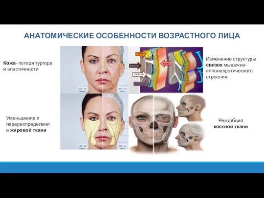 АНАТОМИЧЕСКИЕ ОСОБЕННОСТИ ВОЗРАСТНОГО ЛИЦА Кожа- потеря тургора и эластичности Изменение структуры связок