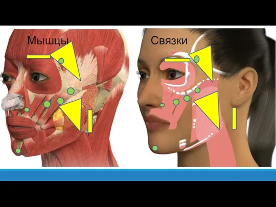 Мышцы Связки