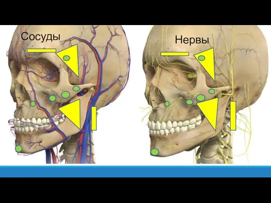 Сосуды Нервы