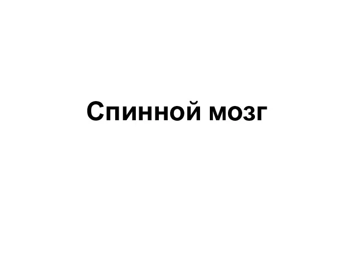 Спинной мозг