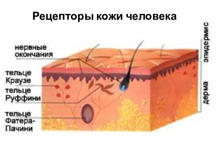 Рецепторы кожи человека