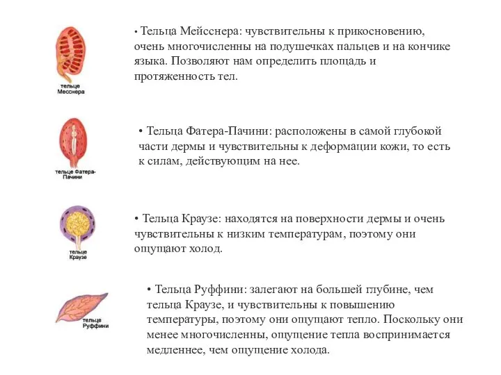 • Тельца Мейсснера: чувствительны к прикосновению, очень многочисленны на подушечках пальцев и