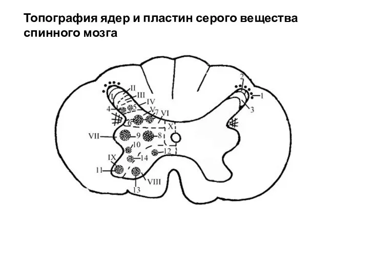 Топография ядер и пластин серого вещества спинного мозга