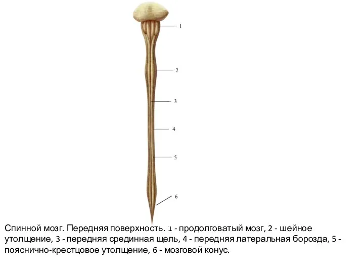 Спинной мозг. Передняя поверхность. 1 - продолговатый мозг, 2 - шейное утолщение,