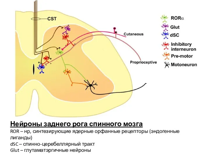 Нейроны заднего рога спинного мозга ROR – нр, синтезирующие ядерные орфанные рецепторы