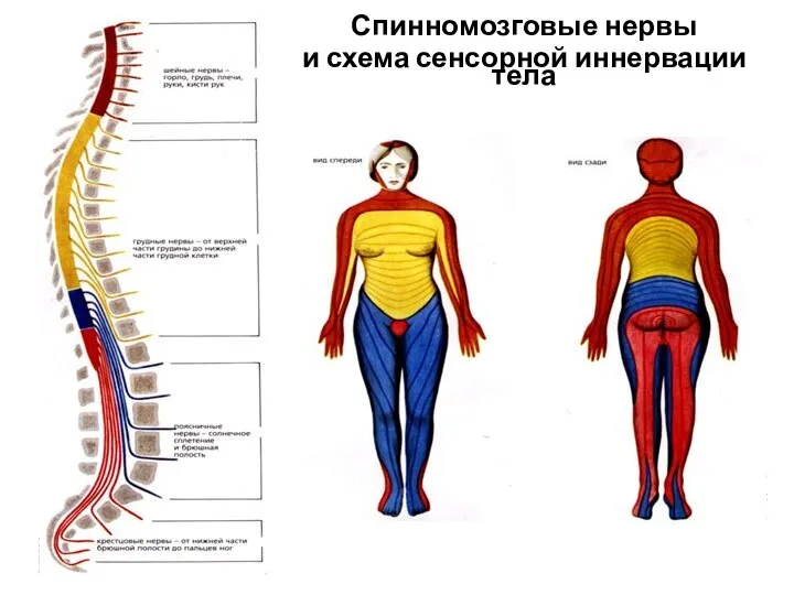 Спинномозговые нервы и схема сенсорной иннервации тела