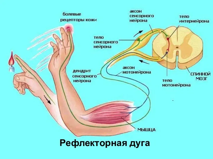 Рефлекторная дуга