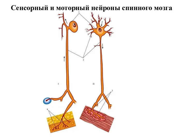 Сенсорный и моторный нейроны спинного мозга