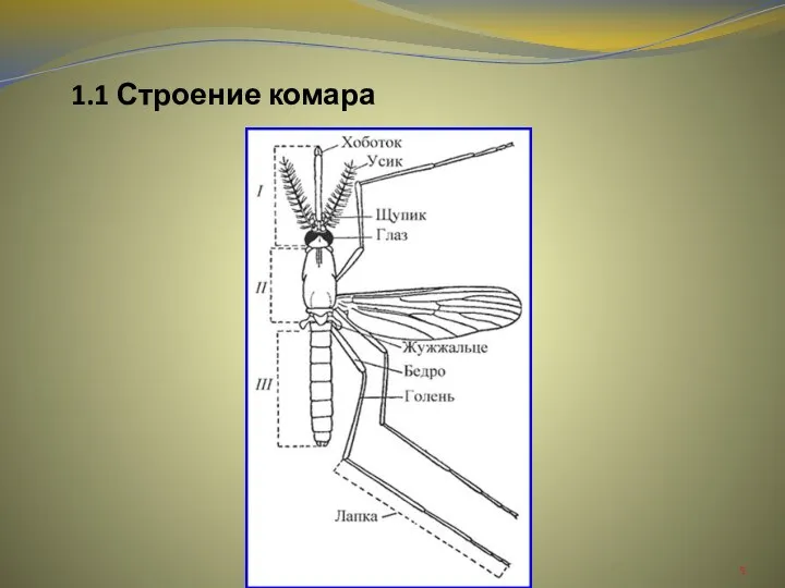 1.1 Строение комара