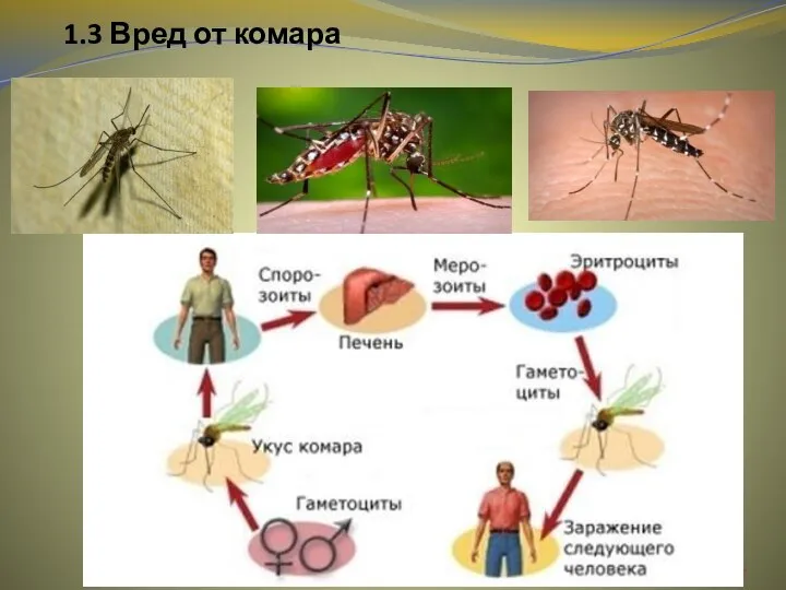 1.3 Вред от комара