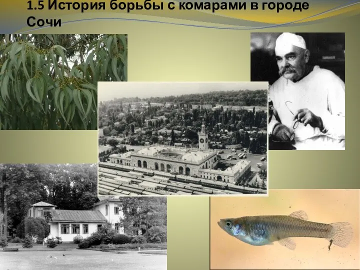 1.5 История борьбы с комарами в городе Сочи