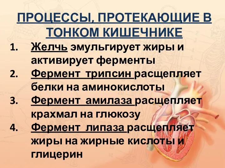 ПРОЦЕССЫ, ПРОТЕКАЮЩИЕ В ТОНКОМ КИШЕЧНИКЕ Желчь эмульгирует жиры и активирует ферменты Фермент