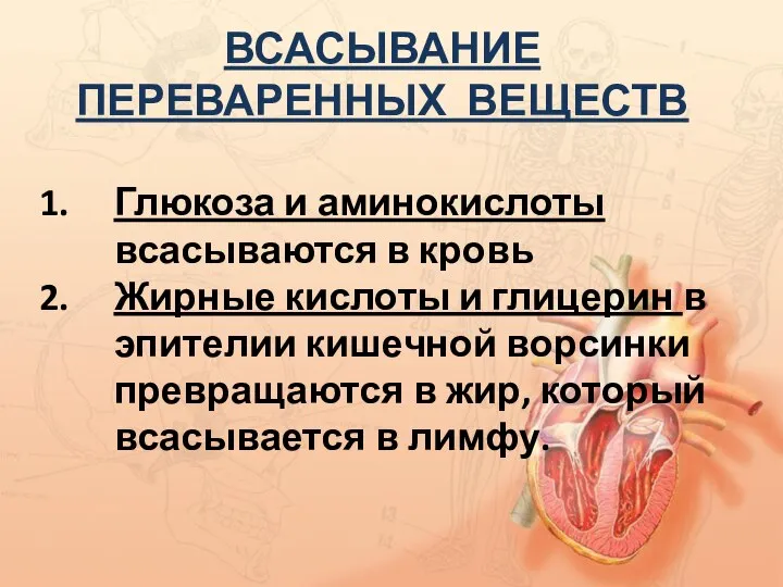 ВСАСЫВАНИЕ ПЕРЕВАРЕННЫХ ВЕЩЕСТВ Глюкоза и аминокислоты всасываются в кровь Жирные кислоты и