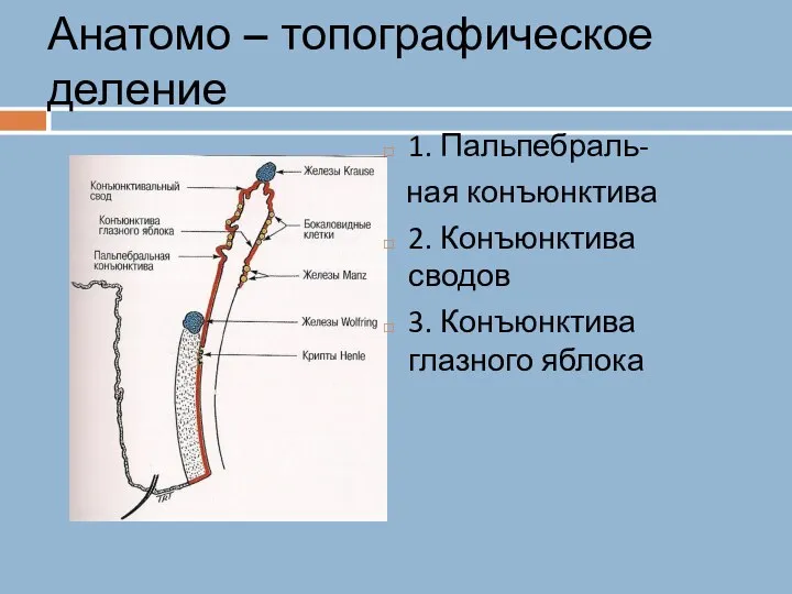 Анатомо – топографическое деление 1. Пальпебраль- ная конъюнктива 2. Конъюнктива сводов 3. Конъюнктива глазного яблока