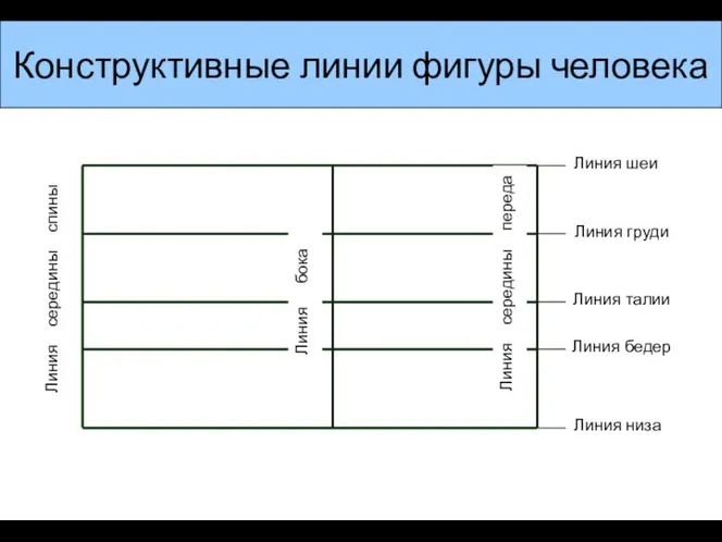 Конструктивные линии фигуры человека Линия середины спины Линия шеи Линия груди Линия