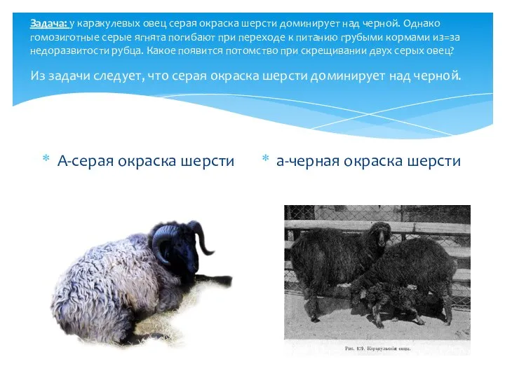 Задача: у каракулевых овец серая окраска шерсти доминирует над черной. Однако гомозиготные
